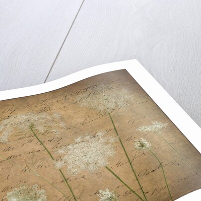 Cow parsley flowers by Assaf Frank